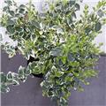 Euonymus fortunei Emerald Gaiety Pot P13 cm *** REMISE A PARTIR DE 10 plantes **