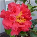 Camellia japonica Rouge 125 150 cm Pot C80 ** + de 15 ans **