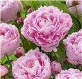 Paeonia lactiflora Sarah Bernhard Pot P17 cm ** Pivoine rose parfumée **