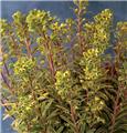 Euphorbia amygdaloides Ascott Rainbow P19