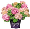 Hydrangea macrophylla Forever And Ever Pink Pot P23 - C5L