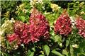 Hydrangea paniculata Pinky Winky Pot C30Litres XXXL