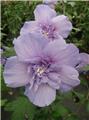 Hibiscus syriacus Blue Chiffon Pot C3