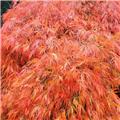 Acer palmatum Dissectum Orangeola Tige 160 Pot C16  XL