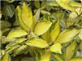 Elaeagnus ebbingei Lime Light Pot C10