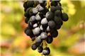 Vitis vinifera Isabela greffée Pot C3  ** Ancienne variété sans pépins ** ** Greffé / pied américain **