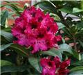 Rhododendron Madame Marie Fortier 60 80 cm Pot C23