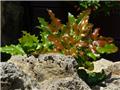 Mahonia aquifolium 60 80 cm