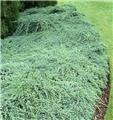 Juniperus squamata Blue Carpet C15