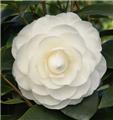 Camellia japonica Snow White Pot C7.5Litres ** 7 ans **
