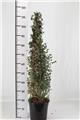 Eucalyptus gunnii buisson 175 200 cm Pot C12