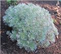 Artemisia schmidtiana Silver Mound Pot XXL C4