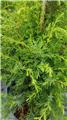Juniperus communis Suecica Pot C3