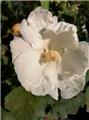 Hibiscus syricacus Jeanne d´Arc Pot C3