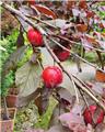 Prunus cerasifera Trailblazer Demi Tige ** Prunier décoratif et productif **