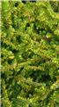 Erica darleyensis variées P10