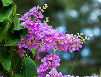 Lagerstroemia indica Buisson Mix P21