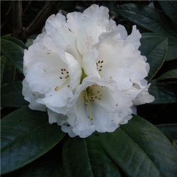 Rhododendron italiense Honig Duft 50 60 Pot C10