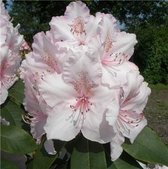 Rhododendron Mrs Charles Pearson 100 125 Ø 120 cm