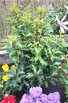 Prunus lusitanica Brenelia 100 125 cm Pot C12 **Plus compact et parfumé**