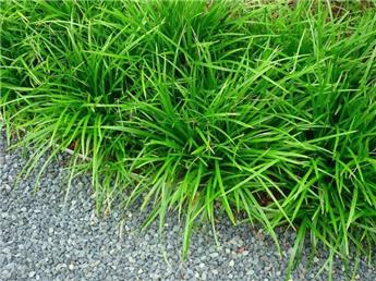 Carex morrowii Irish Green Pot P9 *** Remise importante à partir de 24 plantes **
