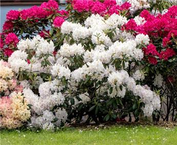 Rhododendron Cunninghams White 150 175 cm ** Plantes XXXL **