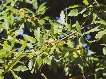 Quercus cerris 50 60 cm JPL RN