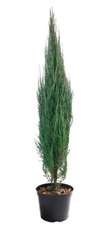 Juniperus scopulorum Blue Arrow 125 150 cm Pot C10 - 15