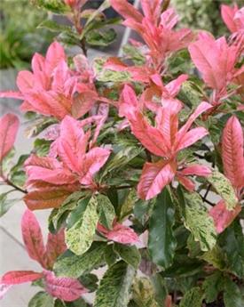 Photinia serratifolia Pink Crispy 100 120 cm Pot C20