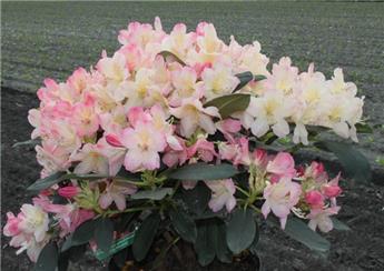 Rhododendron yakushimanum Percy Wiseman 30 40  cm Pot