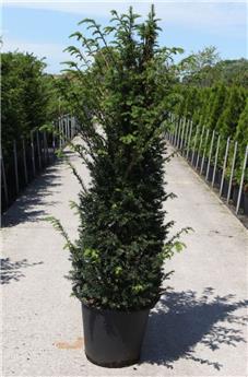 Taxus baccata 175 200 cm XXL Pot : se plante toute l´année; reprise assurée. *** Remise importante à partir de 5 plantes **