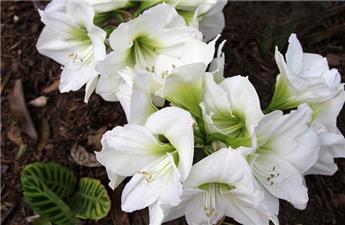 Amaryllis Jumbo Blanc* 1 pc cal.40/42 ** Très grosse fleur **