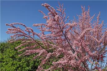 Tamarix ramosissima Pink Cascade Pot C10Litres xxl