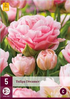 Tulipe Dreamer * 7 pc cal.11/12