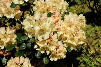 Rhododendron yakushimanum Centenial Gold 040 060 cm Pot C5