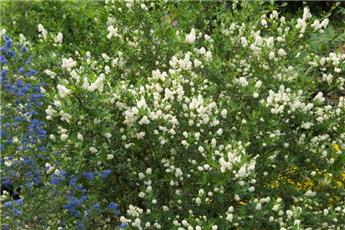 Ceanothus thyrsiflorus Millerton Point Pot C2L ** Fleurs blanches **