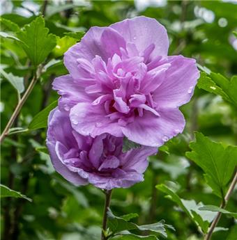 Hibiscus syriacus Purple Ruffles® 80 100 cm Pot C10Litres