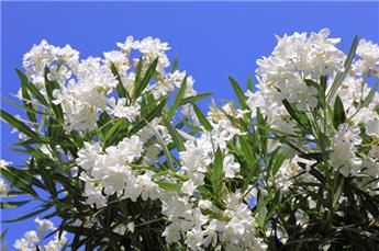 Nerium oleander BLANC Buisson 150 Pot P40 XTRA Fort bien ramifié - laurier rose