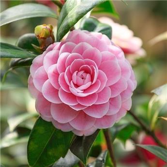 Camellia japonica Virginia Franco 060 080 Pot C4