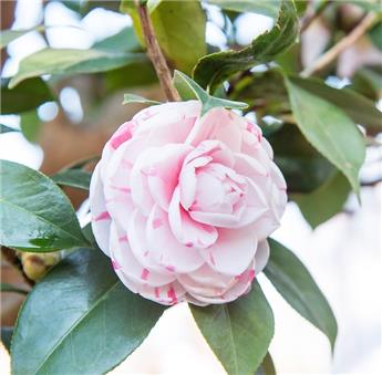Camellia japonica Optima Pot C7.5 ** 7 ans **
