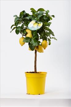 Citrus limon / tigette Pot P22 cm ** Citronnier des 4 saisons.