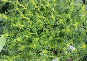 Tagetes filifolia Pot C1.5Litres  * Oeillet d´Inde