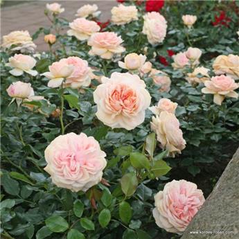 Rosier Garden of Roses Tige 90 cm Pot P24 cm
