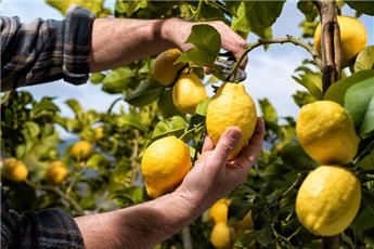 Citrus limon citronnier jaune sur tronc Pot XL Ht totale +/- 200-250 cm Plante forte