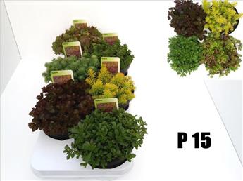 Sedum variés Pot P15 cm - Plantes grasses vivaces -