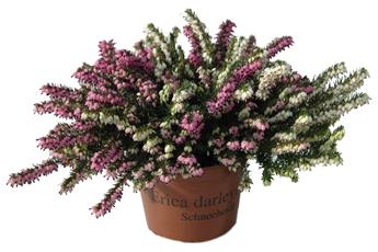 Erica darlyensis Twin Pot P12 cm ** Bruyère d´hiver **