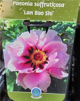 Paeonia suffruticosa Lan Bao Shi Pot C2Litres ** Pivoine arbustive **