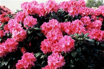 Rhododendron Inkarho Constanze Pot C5Litres