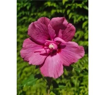 Hibiscus syriacus Flower Tower Ruby 175 200 cm Pot C15Litres ** Naturellement étroit **