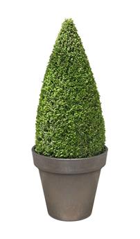 Euonymus japonica Green Spire Pyramide +/- 60 cm Pot P12 ** Alternative au buis pour le soleil **